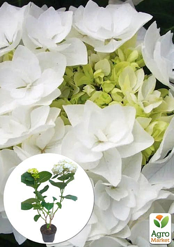Гортензія квітуча крупнолиста "Доппіо Б'янко" (Hydrangea macrophylla Doppio Bianco) вазон С1,5