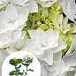 Гортензія квітуча крупнолиста "Доппіо Б'янко" (Hydrangea macrophylla Doppio Bianco) вазон С1,5