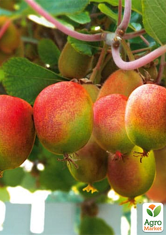 Актинідія "Вейки" (міні-ківі, морозостійкий сорт) - фото 5