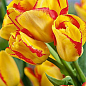 Тюльпан "Outbreak" (многоцветковый) 