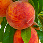 Персик "Аліросада" (літній сорт, середньопізній термін дозрівання)
