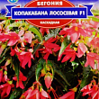 Бегонія каскадна "Копакабана лососева F1" ТМ "GL SEEDS" 5шт