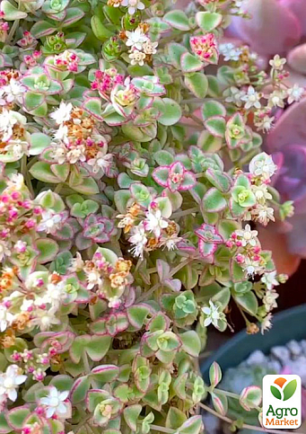 Очиток макиной "Little Missy" - фото 2