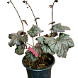 Гейхера (Heuchera) "Cinnabar Silver" С1 (высота 15-30см) купить