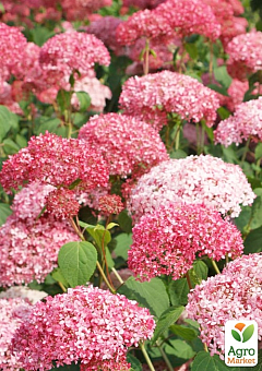 LMTD Гортензия древовидная 4-х летняя "Ruby Annabelle" (40-50см)12