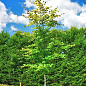 Бук європейський (Fagus sylvatica) С2 висота 40-50см