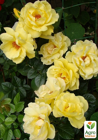 Троянда плетиста "Дукат" (саджанець класу АА+) вищий сорт - фото 4