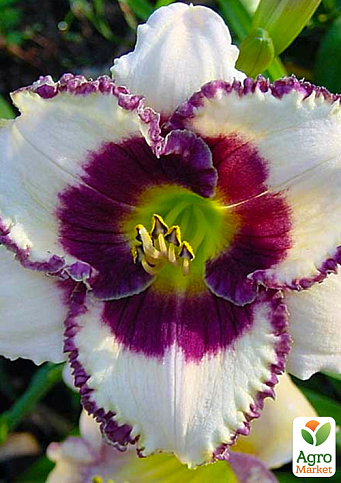 Лілійник "Border Musiс" 1шт в упаковці NEW