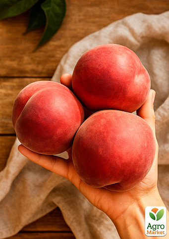 Персик "Фиделия" (крупноплодный, поздний срок созревания) - фото 4