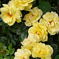 Роза плетистая "Дукат" (саженец класса АА+) высший сорт
