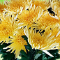 Хризантема  "Kodiak Yellow" (низкорослая среднецветковая)
