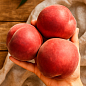 Персик "Фиделия" (крупноплодный, поздний срок созревания)