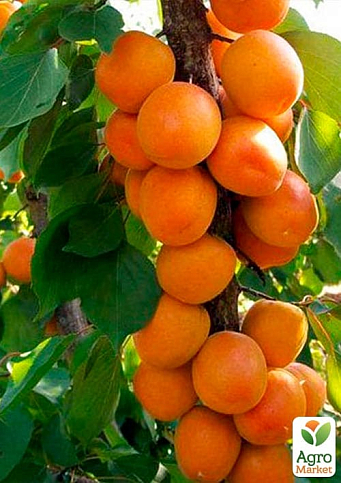 Абрикос колоновидний "Зоряний" - фото 2