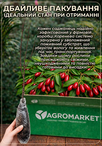 Кизил щеплений "Grenadier" саджанець 2 роки (ранній термін дозрівання, великоплідний) - фото 3