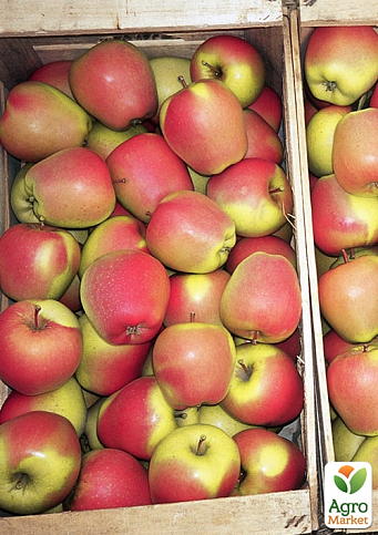 Яблуня "Голд Чіф" (великоплідний сорт, зимовий сорт, середній термін дозрівання)  - фото 5