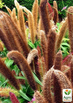Пеннісетум сизий "Jade Princess" (Pennisetum glaucum Jade Princess)19