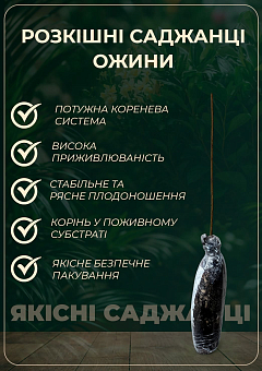 Ожина "Caddo" (високоврожайний сорт, ранній термін дозрівання)29