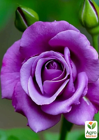 LMTD Троянда на штамбі 5-ти річна "Royal Purple" (укорінений саджанець у горщику, висота 130-150см) - фото 2