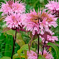 Бергамот (Монарда)  "Alexandra"
