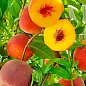 Персик "Даймонд принцесс" (крупноплодный, среднепоздний срок созревания) цена