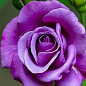 LMTD Роза на штамбе 5-и летняя "Royal Purple" (укорененный саженец в горшке, высота130-150см) купить