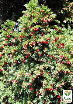 Тис ягідний "Taxus baccata Summergold"1