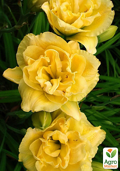 Лилейник "Yellow Bouquet" 1