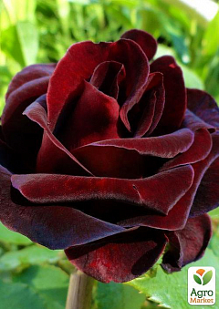 Эксклюзив! Роза флорибунда бархатная темно-красная с черным отливом "Элегантная Эйми" (Elegant Aimee) (саженец класса АА+, премиально выносливый сорт)1