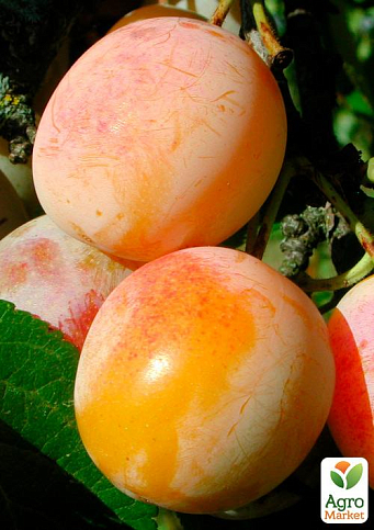 Ексклюзив! Слива червоно-помаранчева "Мудрість природи" (Wisdom of nature) (преміальний зимостійкий сорт, середній термін дозрівання)