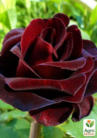 Ексклюзив! Троянда флорибунда оксамитова темно-червона з чорним відливом "Елегантна Еймі" (Elegant Aimee) (саджанець класу АА +, премиально витривалий сорт)