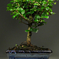 Бонсай "Carmona" 