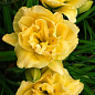 Лилейник "Yellow Bouquet" 