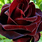 Эксклюзив! Роза флорибунда бархатная темно-красная с черным отливом "Элегантная Эйми" (Elegant Aimee) (саженец класса АА+, премиально выносливый сорт)