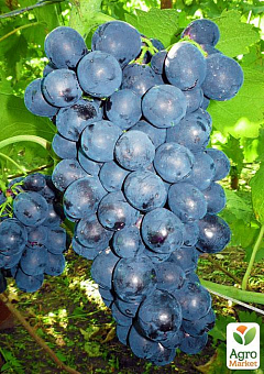 Виноград "Рішельє" (ранній термін дозрівання, соковита, солодка і велика ягода з багатим розкривається ароматом)1