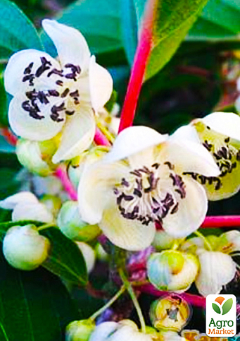 Актинидия коломикта "Адам"(опылитель, морозостойкий сорт) - фото 6