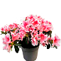 Рододендрон комнатный "Rose"  купить