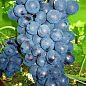 Виноград "Ришелье" (ранний срок созревания, сочная, сладкая и крупная ягода с богатым раскрывающимся ароматом)