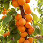 Эксклюзив! Абрикос колоновидный "Принц Март" (летний сорт, поздний срок созревания)