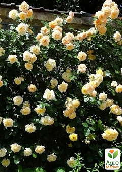 Роза плетистая "Yellow Romantica"1