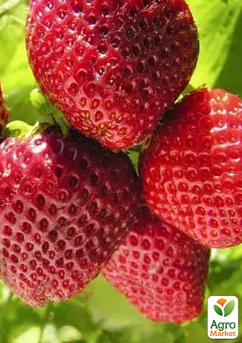 Полуниця «Принцеса Діана» (ремонтантний, великоплідний сорт, середній термін дозрівання)