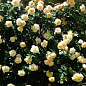 Роза плетистая "Yellow Romantica"