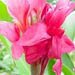 Канна Низкорослая "Crimson Beauty" 