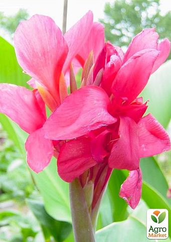 Канна Низькоросла "Crimson Beauty"