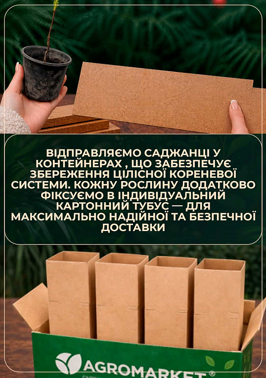 Сычуаньский перец "Zanthoxylum" (перечное дерево) высота 10см - фото 3