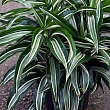Драцена Варнеки "Dracaena frag. dere. Warneckei" дм 12 см выс. 35 см