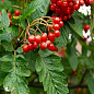 Рябина гибридная Дуболистная (Sorbus quercifolia)