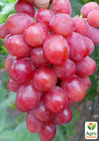 Виноград "Дольче Сонячний" (маса грони 600-1200 гр маса ягоди 12 гр) 1 саджанець в упаковці - фото 3