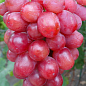 Виноград "Дольче Сонячний" (маса грони 600-1200 гр маса ягоди 12 гр) 1 саджанець в упаковці цена