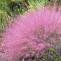 Мюленбергия "Muhlenbergia capillaris" вазон С2