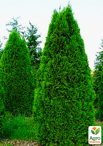 Туя западная "Smaragd" (Thuja occidentalis Smaragd) С2, высота 30-40 см - фото 3
